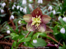 Helleborus atrorubens