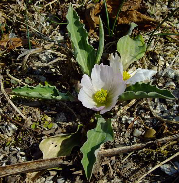 Ranunculus calandrinioides
