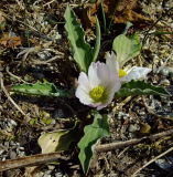 Ranunculus calandrinioides