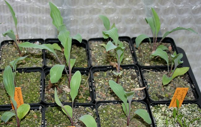 Ranunculus calandrinioides