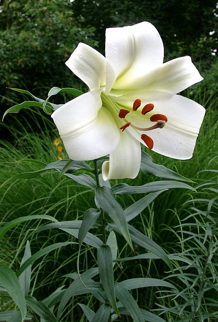 Lilium sargentiae