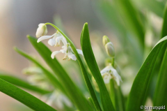 Scilla siberica.JPG