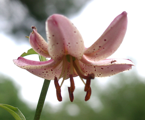Lilium martagon x hansonii