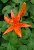 Lilium tsingtauense