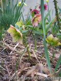 querbeet habit (Small).jpg