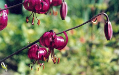 Lilium martagon var. cattaniae
