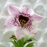Nomocharis species