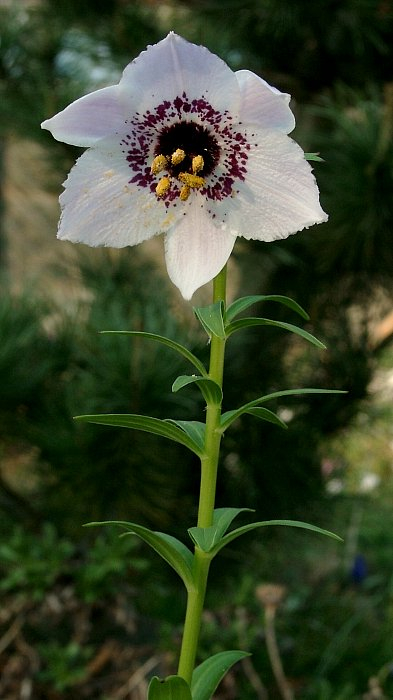 Nomocharis farreri