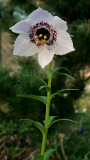 Nomocharis farreri
