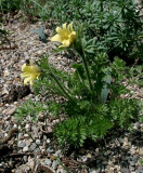 Pulsatilla albana