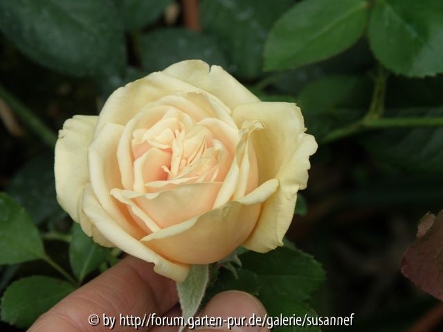 Perle des Jardins