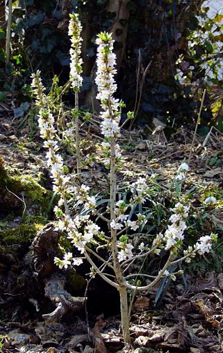 Daphne mezereum 'Album'