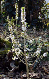 Daphne mezereum 'Album'