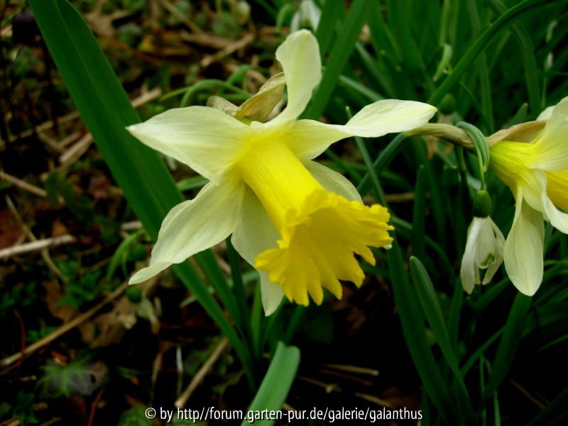 Narcissus pseudonarcissus