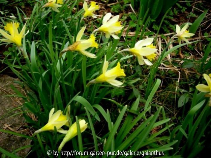 Narcissus pseudonarcissus 2