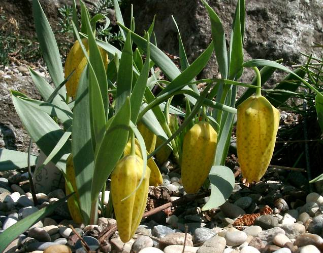 Fritillaria aurea 'Golden Flag'