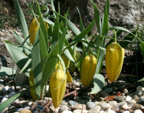 Fritillaria aurea 'Golden Flag'
