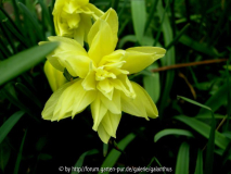 Narcissus 'Eystettensis'