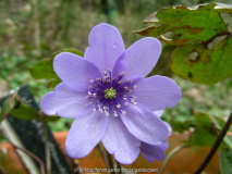 Hepatica transsylvanica