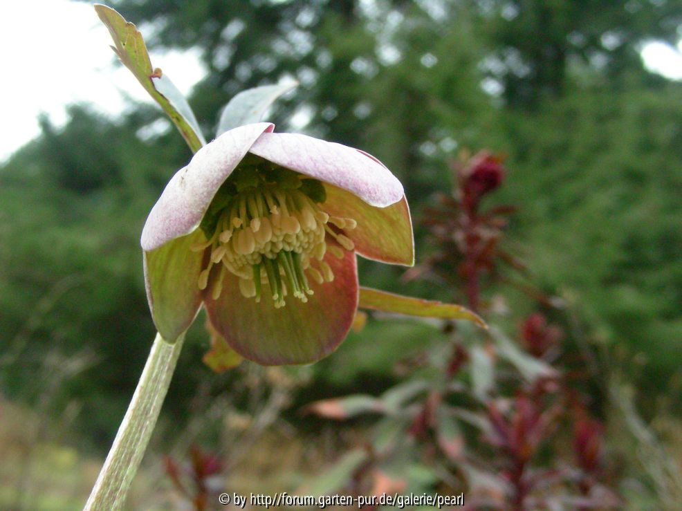 Helleborus torquatus