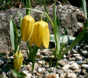 Fritillaria aurea 'Golden Flag'