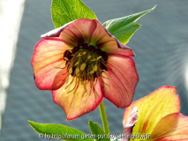 Helli 2011 hohe bunte Delabroye.jpg