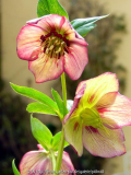 Helli 2011 hohe bunte 2 Delabroye.jpg