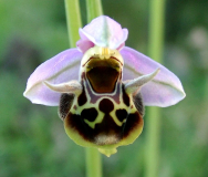 Ophrys cornuta(?) oder heldreichii(?)