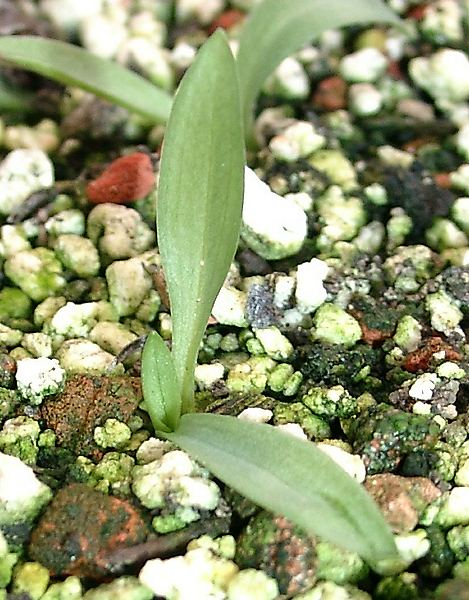 Spiranthes cernua
