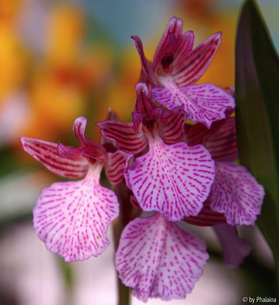 Anacamptis papilionacea