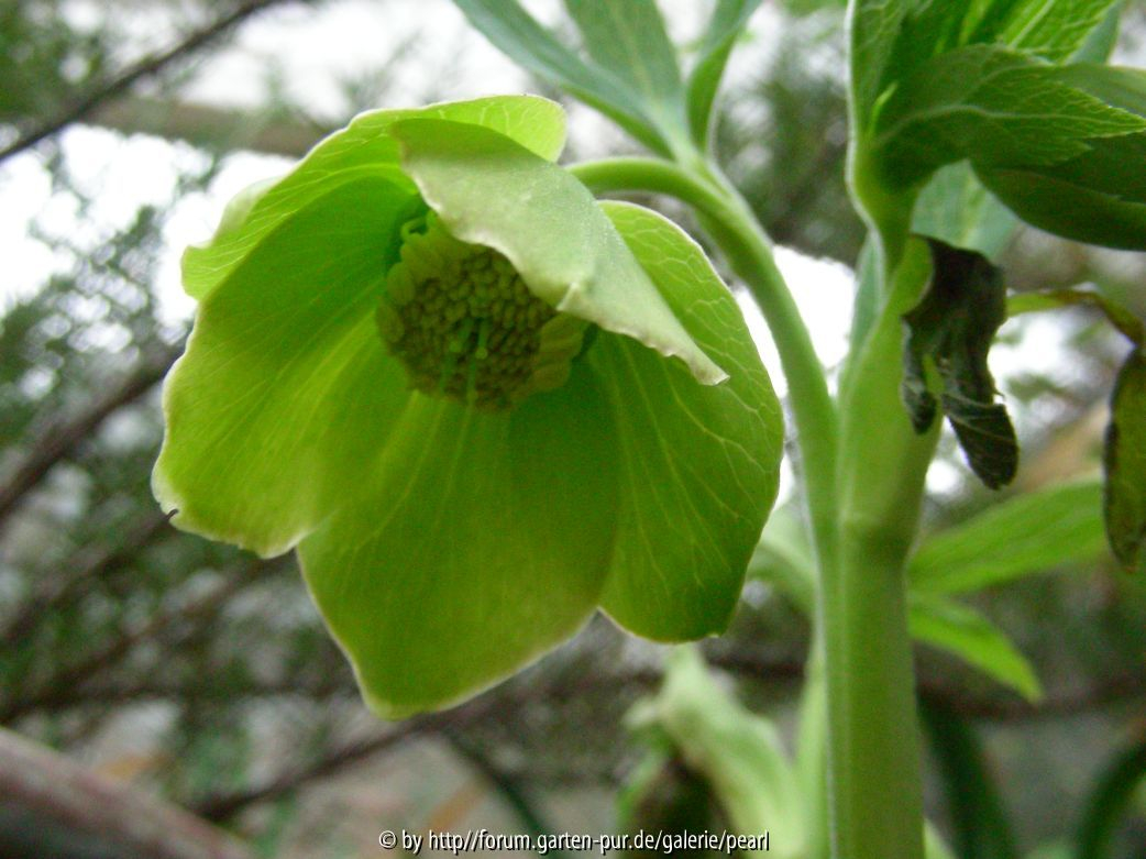Helleborus odorus