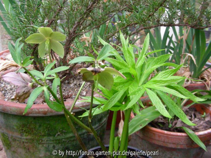 Helleborus multifidus