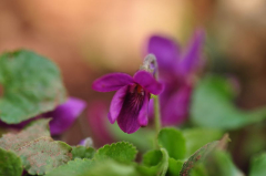 Veilchen violett