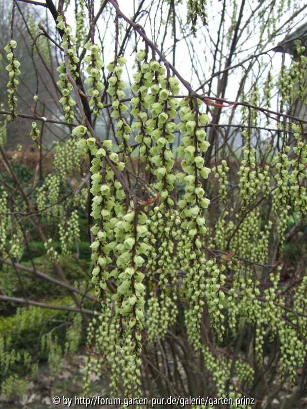 Stachyurus chinensis Celina (2011/3)