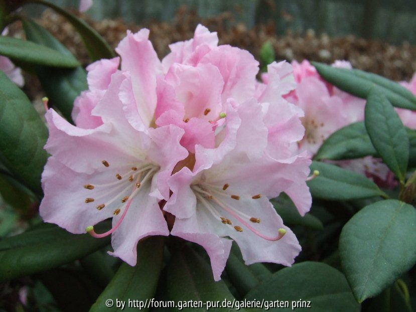 Rhododendron Christmas Cheer (2011/3)