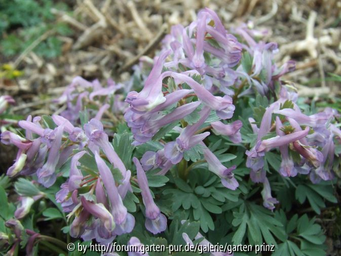 Corydalis solida (2011/3)