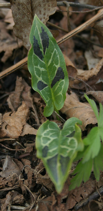 Arum italicum