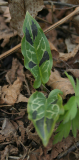 Arum italicum