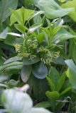 Daphne pontica