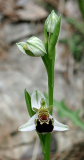Ophrys apifera (Kroatien, Küstenwald)