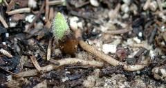 Cypripedium reginae x margaritaceum (3)
