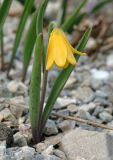 Fritillaria pudica