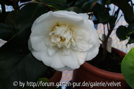 Kamelie Elegans Champagner