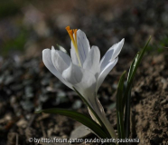 krokus