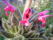 Salvia spathaceae