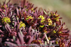 Euphorbia