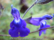Salvia coahuilensis
