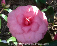 unbekannte rosa 2011 5.jpg