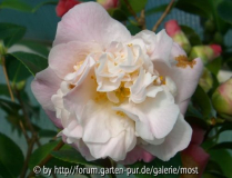 High Fragrance 2011 1.jpg