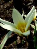 Tulipa.jpg